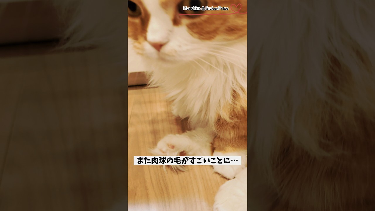 【マンチカン】長毛種あるある　肉球の毛がすぐ伸びちゃいます 【犬と猫、両方飼ってると毎日かわいい♥】