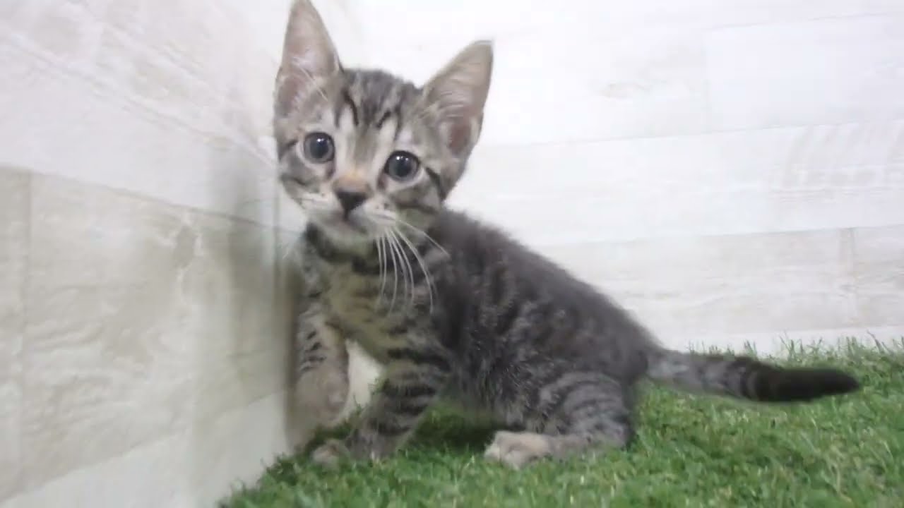 Coo&RIKU　No00670341 オシキャット