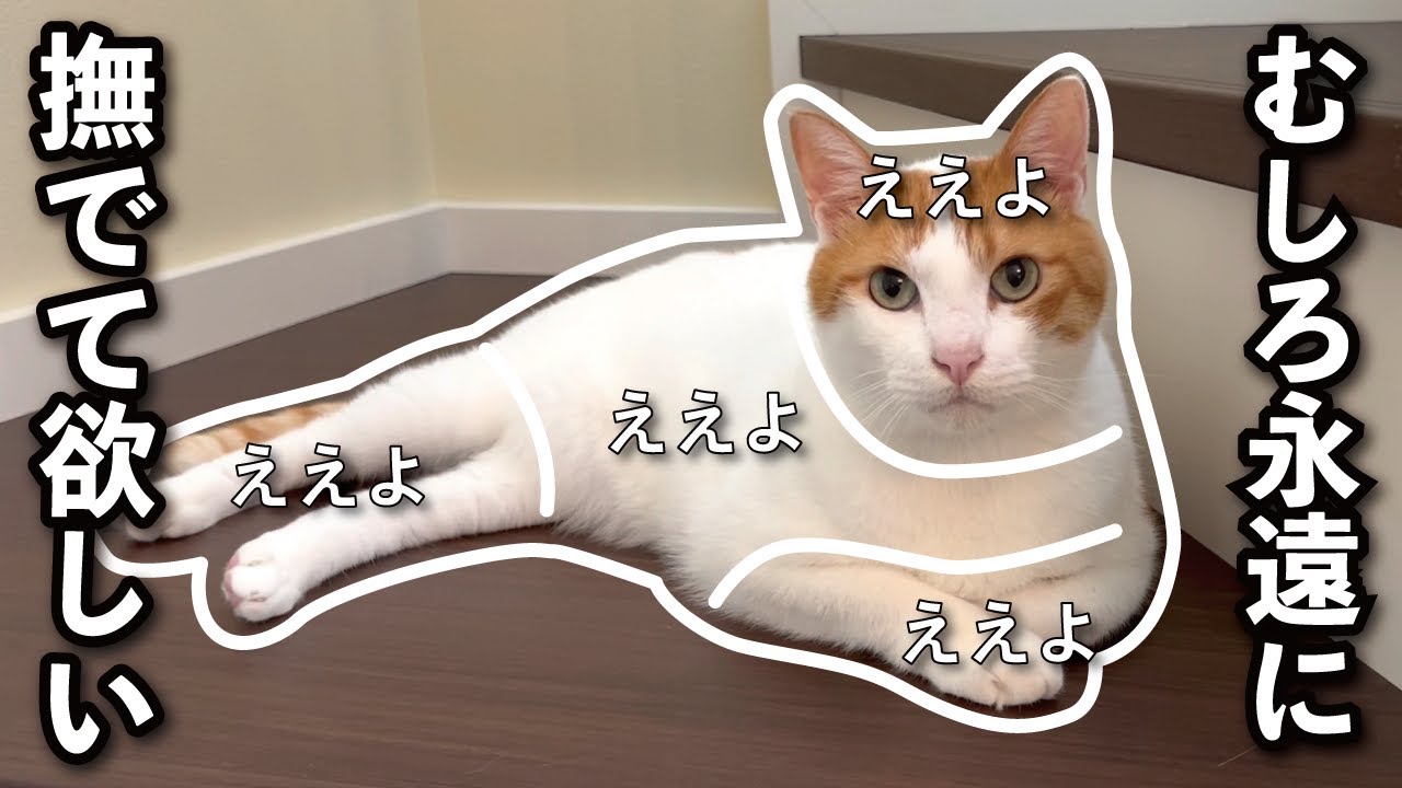 【甘えんぼ猫】師匠の『おさわりマップ』を作ってみたらこうなった…