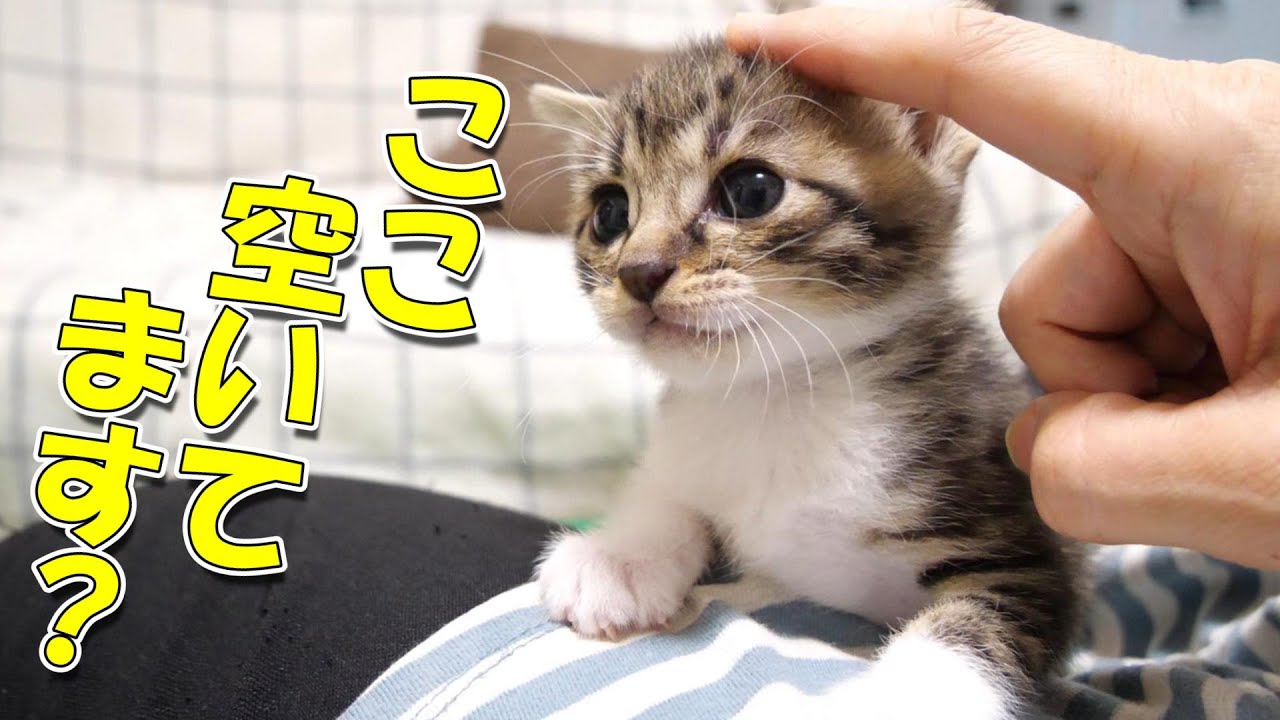 ママを、独り占めした子猫がお膝の上にやって来たけど、続々と子猫達がやってくる【赤ちゃん猫　保護猫】