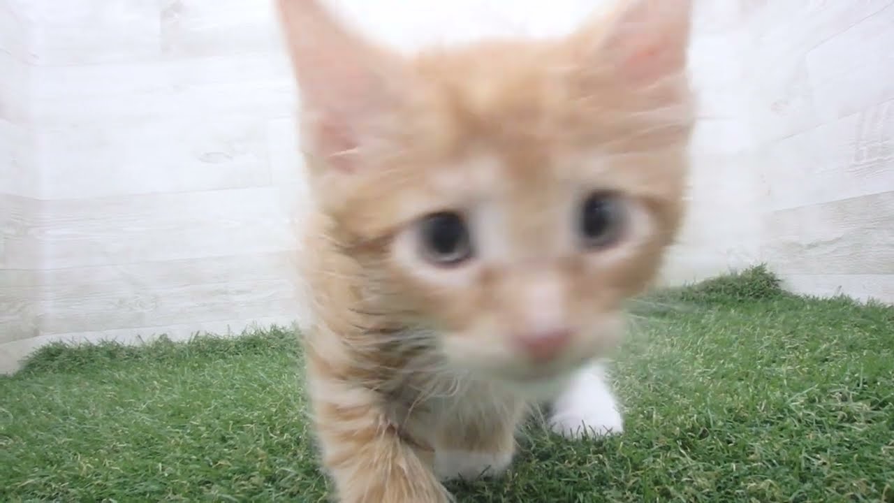 Coo&RIKU　No00670334 ターキッシュアンゴラ