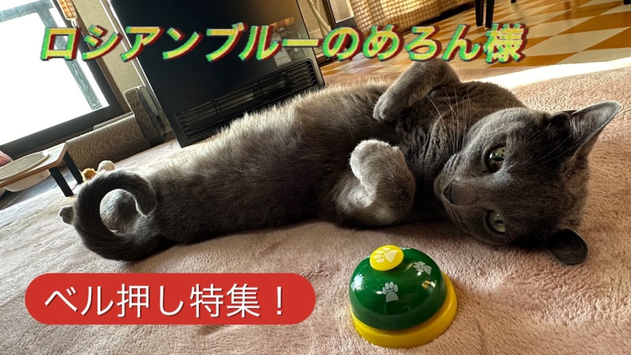 【ベル押し猫】めろんベル押し特集🛎️🤗【ロシアンブルー】