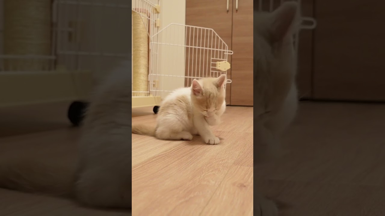 子猫の可愛い仕草　#shorts #猫ミーム  #スコティッシュフォールド #ゆきのじょー