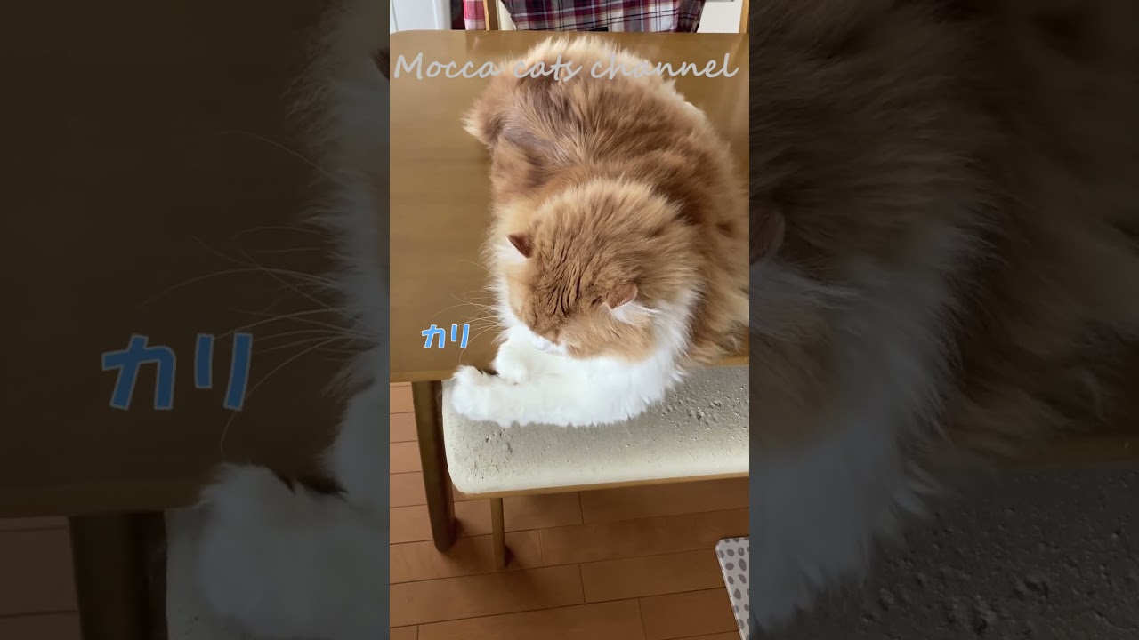 猫がテーブルでカリカリ #shorts  #猫 #アメリカンカール #cat
