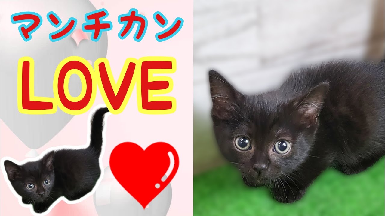 マンチカン・仔猫【厚木下荻野店】