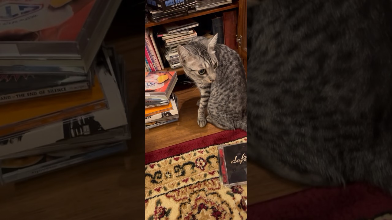 ロックを聴くニャンズ#cat cat #ベンガル #オシキャット #kitten #癒し動画 #おやすみ前に