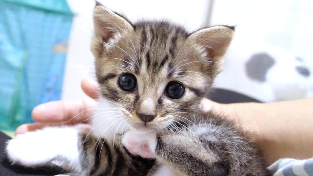 1番ちびの子猫が猫社会の厳しさを知る【赤ちゃん猫　保護猫】