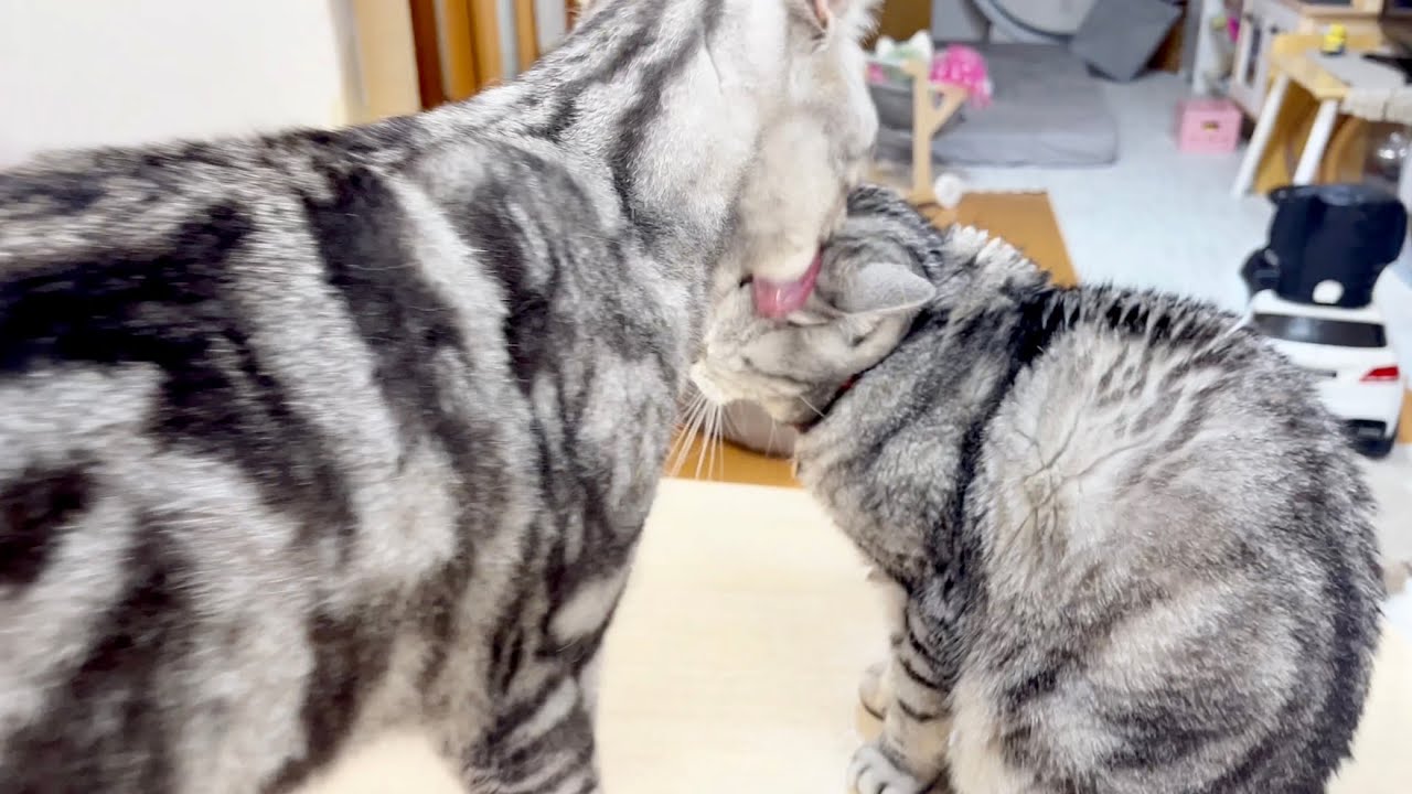 まさか！クロくんに毛繕いされてるあいちゃんを見てびっくりしてる茶々パパ！ #猫 #マンチカン