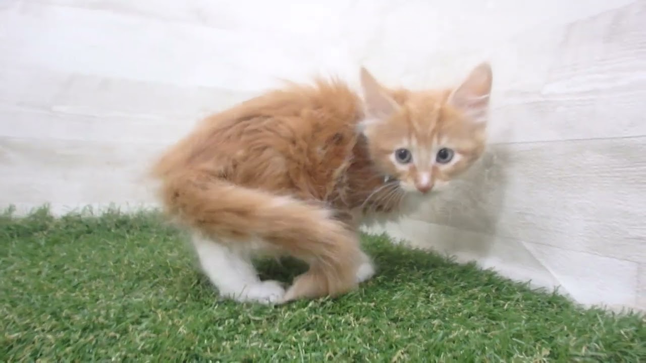 Coo&RIKU　No00670335 ターキッシュアンゴラ