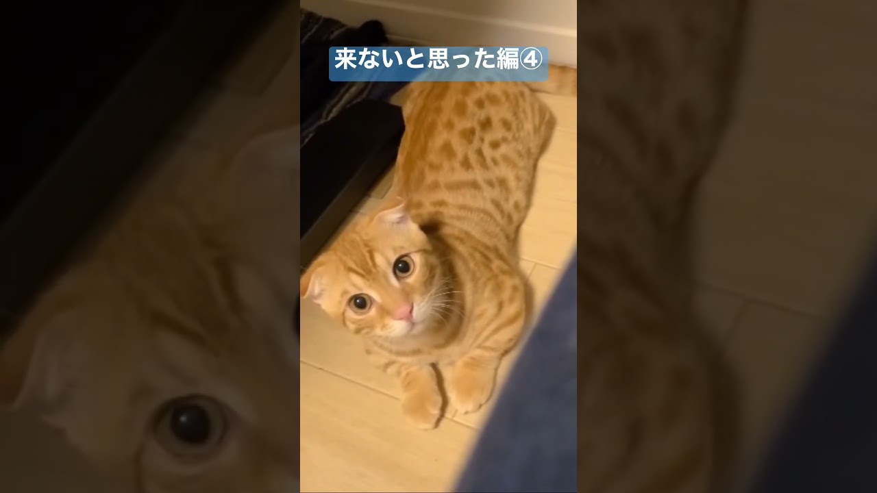 来る？来る？ #キンカロー #猫 #子猫 #cat #猫のいる暮らし #catlover #고양이 #catvideos #catvideo #catlovers