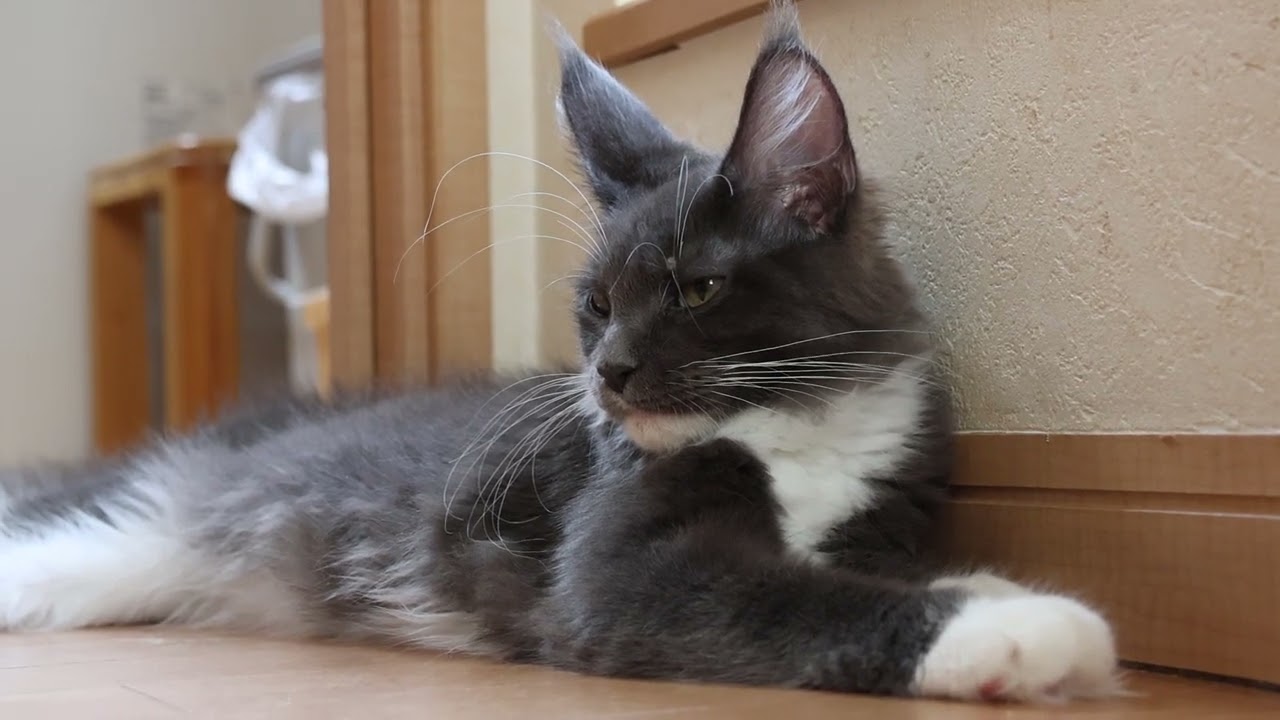 もうじき5ヶ月ブルーのメインクーン子猫アオイちゃん