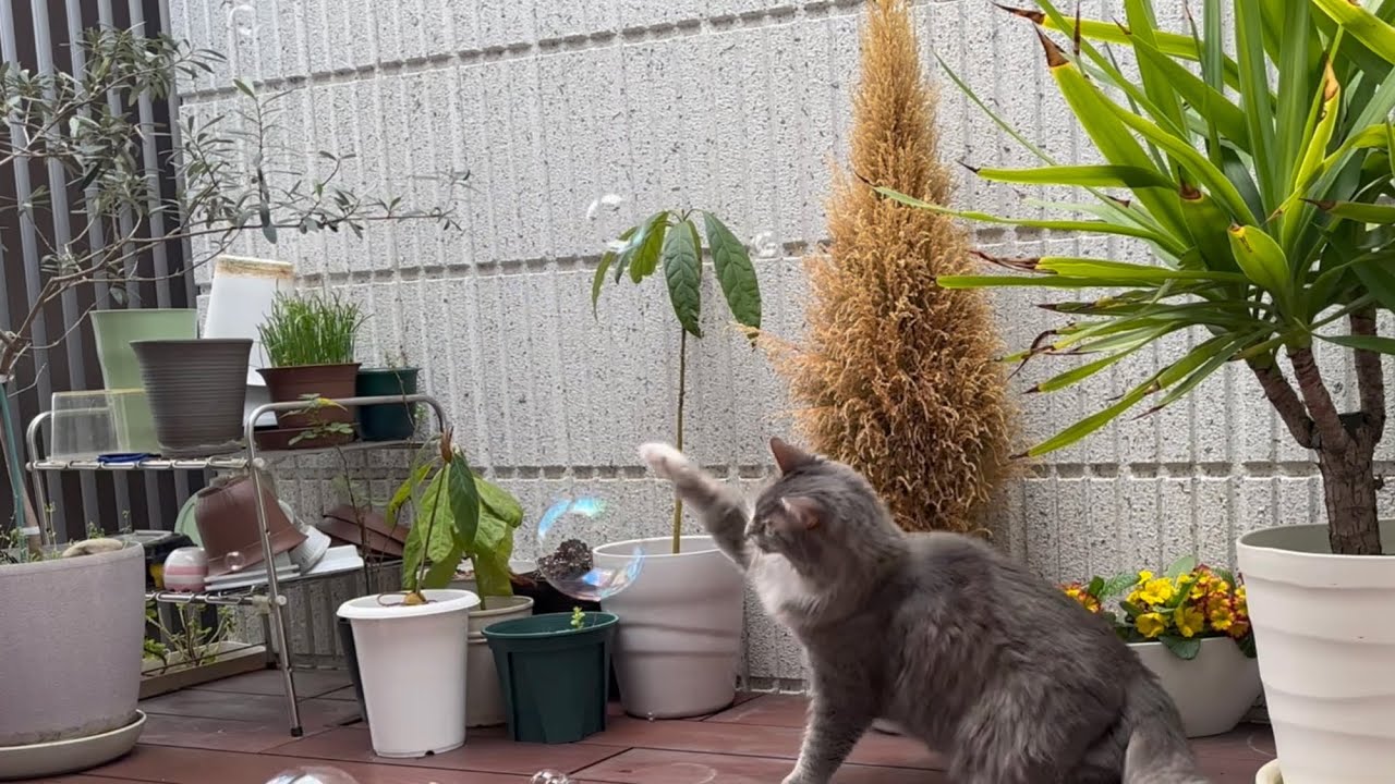 あらゆる球体を破壊しないと気が済まない猫　ノルウェージャンフォレストキャット　Cat destroying soap bubbles
