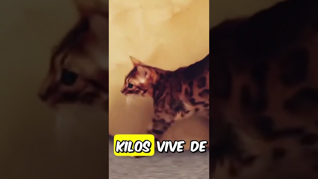 El gato bengalí, no te confundas no es un leopardo #gatos #cat #cats #felinos #leopardo #gatos #miau
