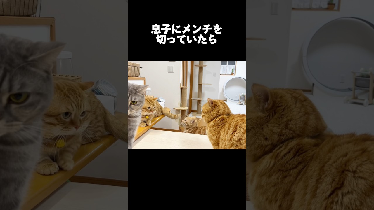 『怒られただに...』 #猫 #マンチカン #shorts