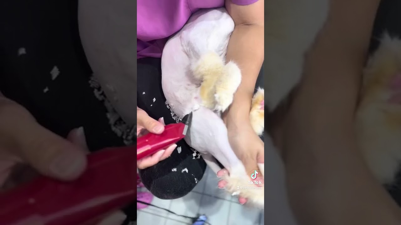 アメリカンカールのししまるくんが来てくれました　京都市南区　ペットサロンみぃ〜