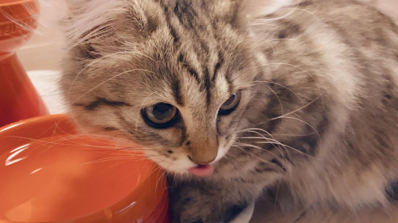 子猫のエサって何がいい？どれくらいあげればいいの？【episode18】【サイベリアン】