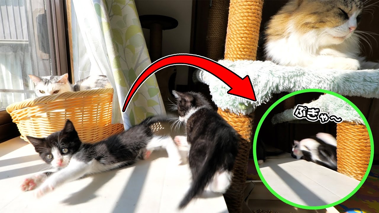 一日一回は派手に落下する子猫🐈🐈【仲良し子猫姉妹の成長記録】