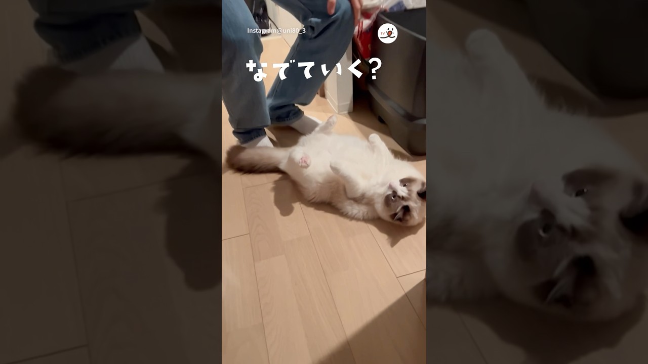 鈍臭いと見せかけて、わかってる猫さん ｜PECO #ラグドール #シールポイントバイカラー #猫 #愛猫家 #猫のいる暮らし #ragdoll #cat #catlover #catlife