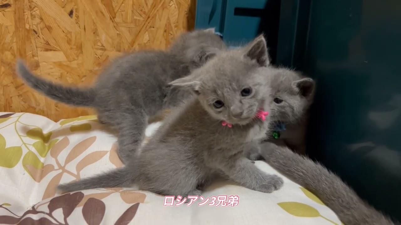 ロシアンブルー 可愛い系のロシアン男子三兄弟