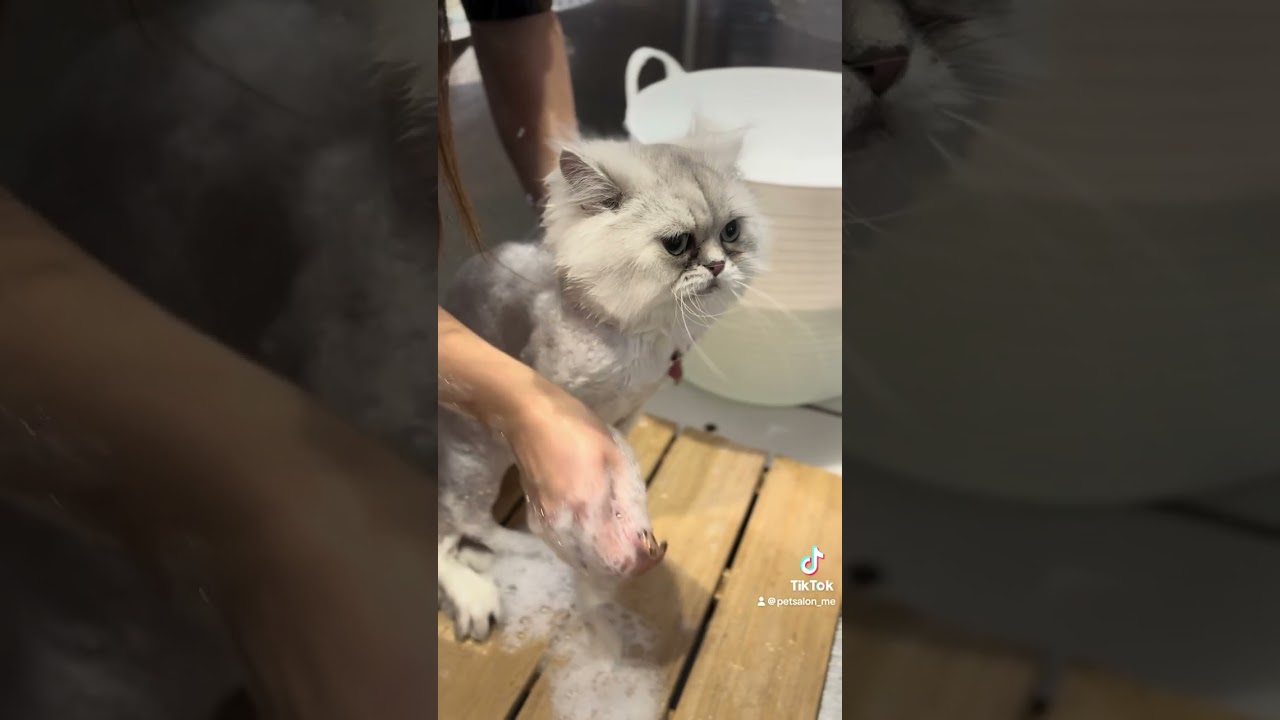 アメリカンカールの爽くんとミヌエットのエイトちゃんが来てくれました　京都市南区　ペットサロンみぃ〜