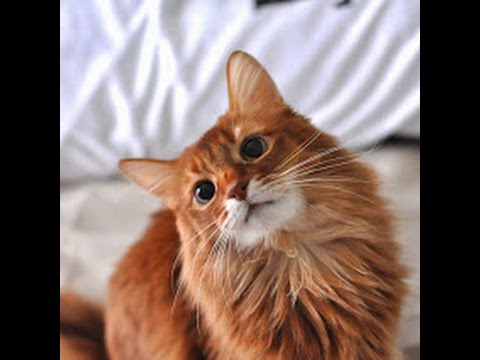 一緒に遊べる楽しい猫！ソマリの飼い方
