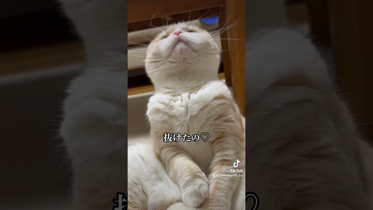 気をつけよう#スコティッシュフォールド #猫 #おすすめ