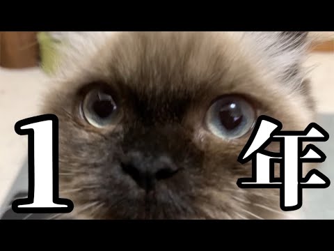 【成長記録】我が家に来て1年が経ちました！！現在のげんた〜小さい頃のげんたをむぎゅっとまとめてみた！！【ヒマラヤン】