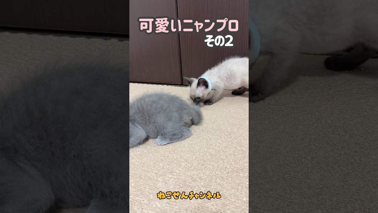 【子猫バトル2】シッポにはシッポでやり返す❗（真冬に保護した子猫） | ねこせん