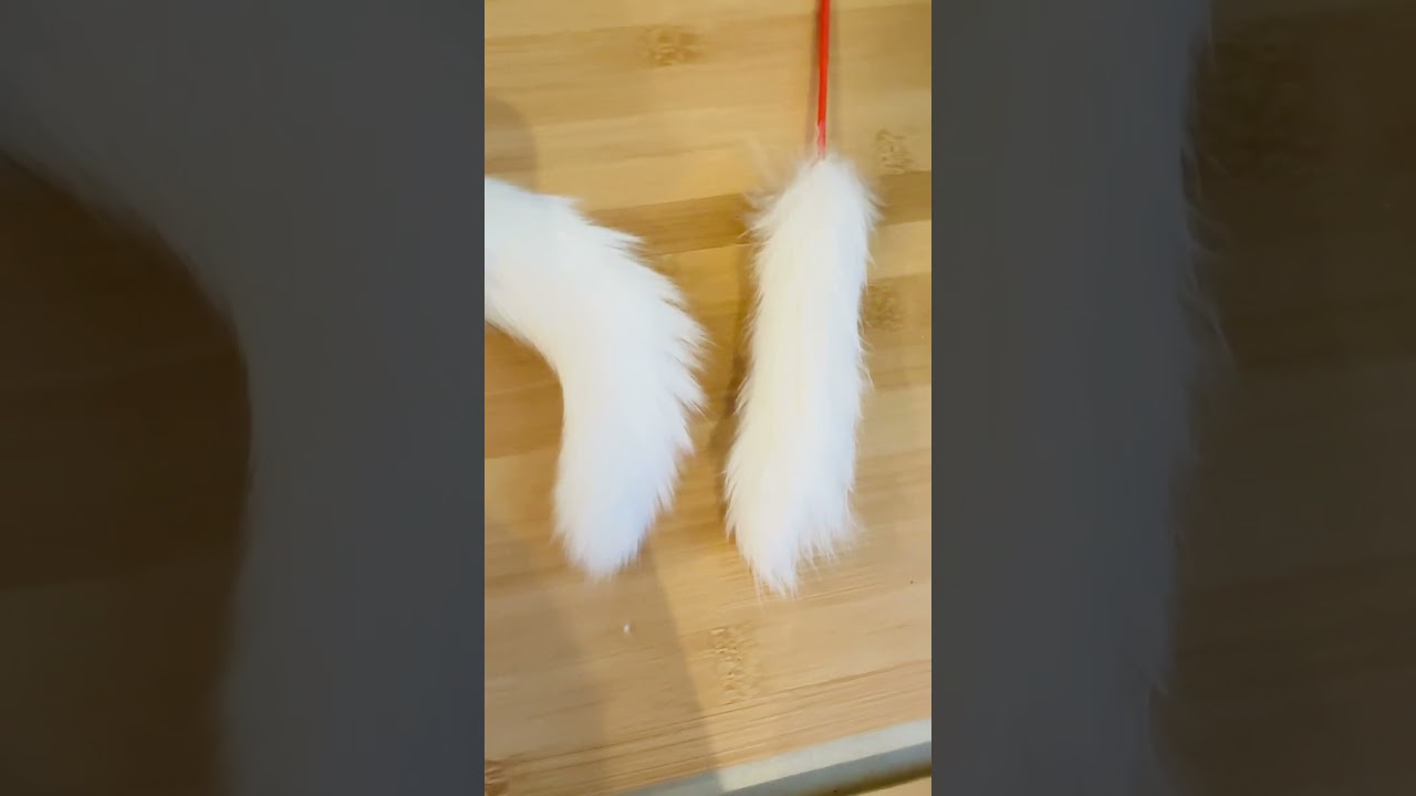 どちらが猫の尻尾でしょう？ #shorts