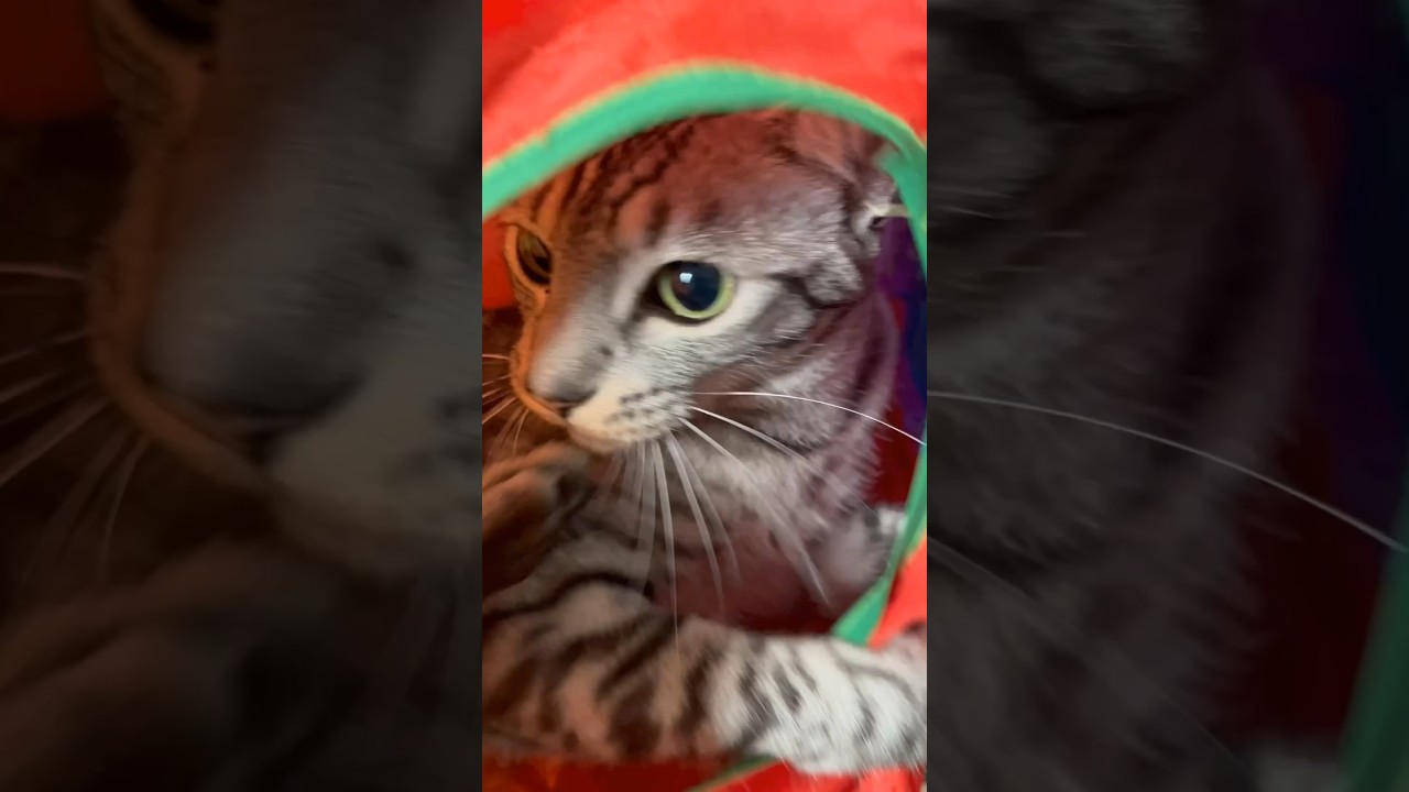 ユキオさんは暖炉型ファンヒーター好きやな😹#cat #オシキャット #ニャン #ベンガル #癒し動画 #おはよう