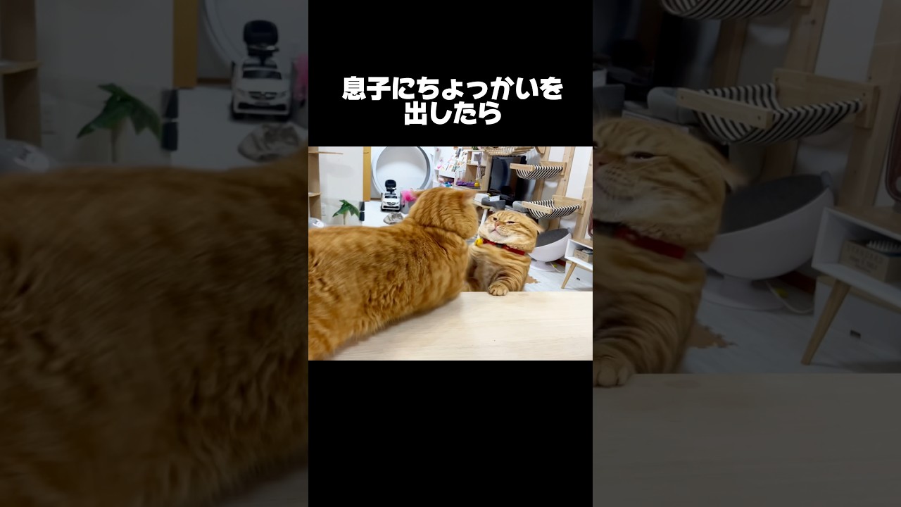 『妻にめちゃくちゃ怒られただに』 #猫 #マンチカン #shorts