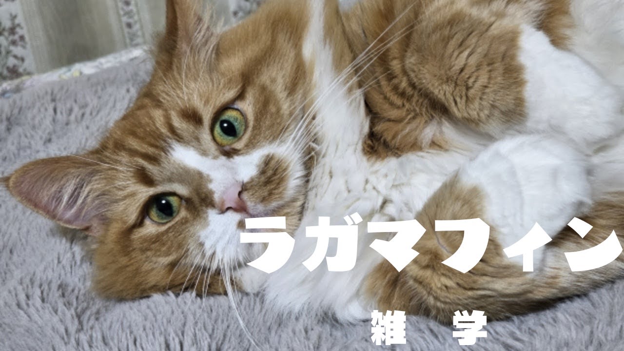 【ラガマフィンの雑学】#cat #ねこ #ペット