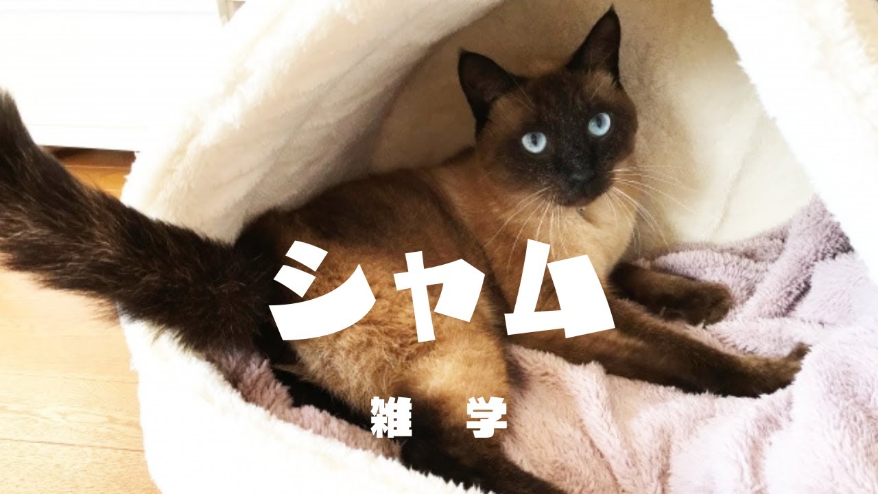 【シャムの雑学】#cat #ペット #ネコ #動物