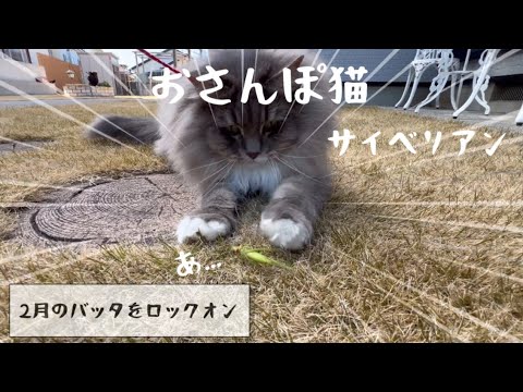 ＊おさんぽ大好きな猫＊サイベリアンラムネ【バッタ発見】