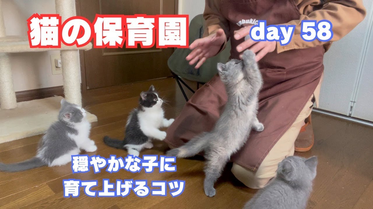 【楽しくゆっくりと幼猫教育】シャルトリューとブリティッシュショートヘアの血を引く子猫たち