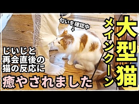 半年振りの再会！猫のリアルな反応【大型猫メインクーン】