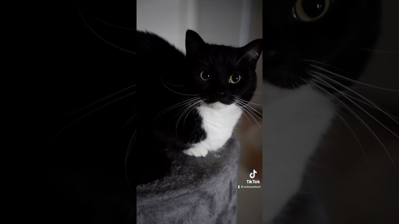 Uni with Maxwell's theme #shorts #maxwell #Uni