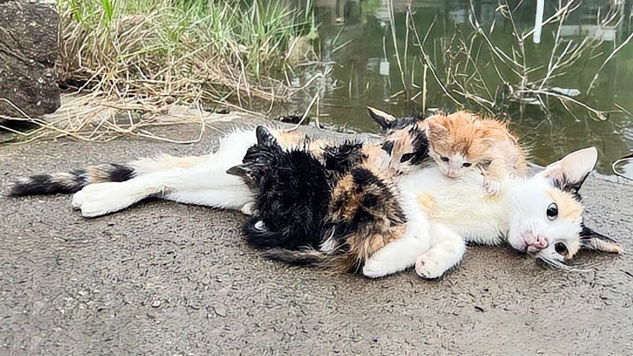 川岸で発見された母猫と4匹の子猫。わが子を下敷きにして動かず、子猫たちは母の助けを求めて泣き叫ぶ！