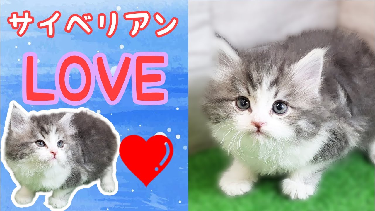 サイベリアン・仔猫【府中四谷店】