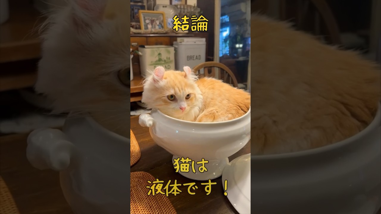ヌルっと壺に滑り込む仔猫