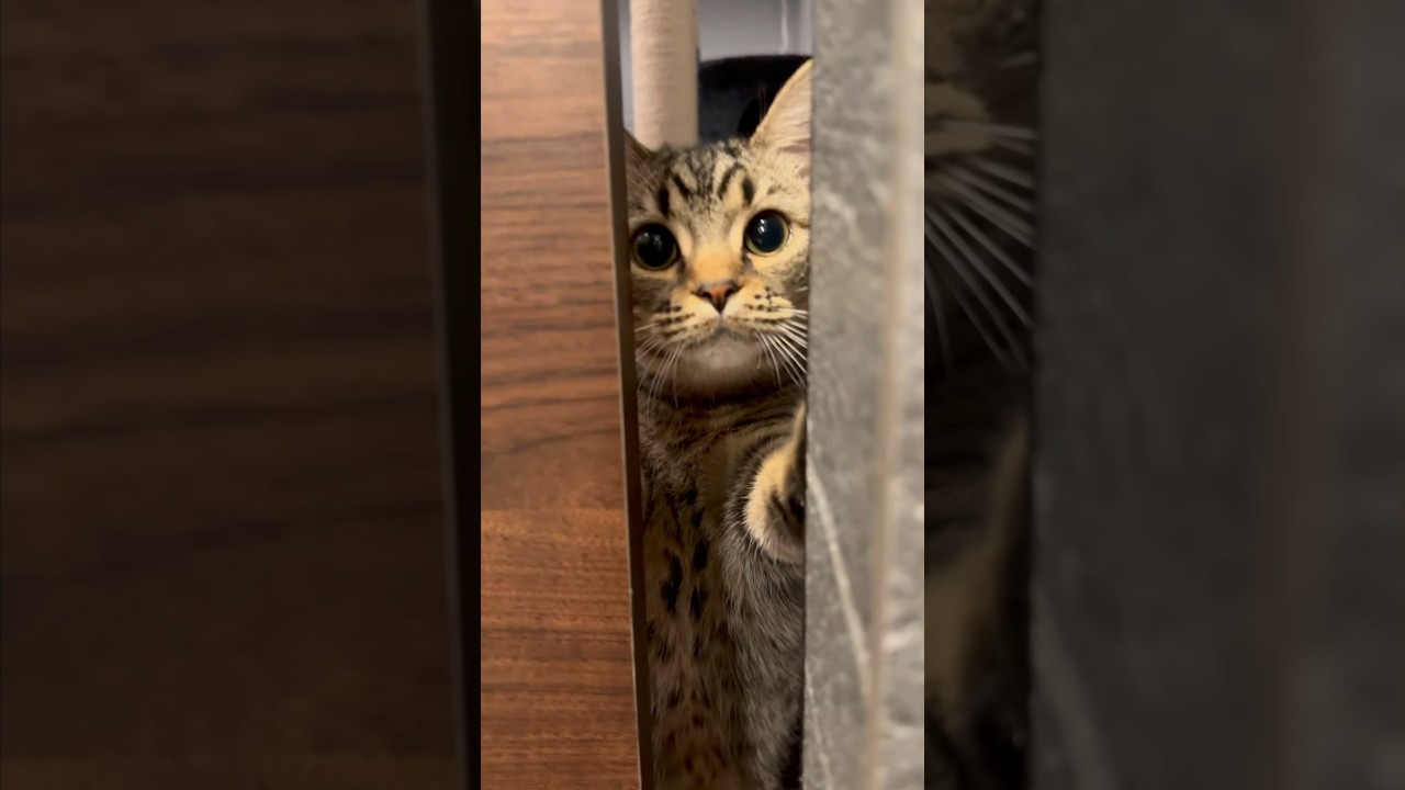 【猫動画】パパが帰るのを扉の前で待つ子猫が可愛すぎるwww #shorts