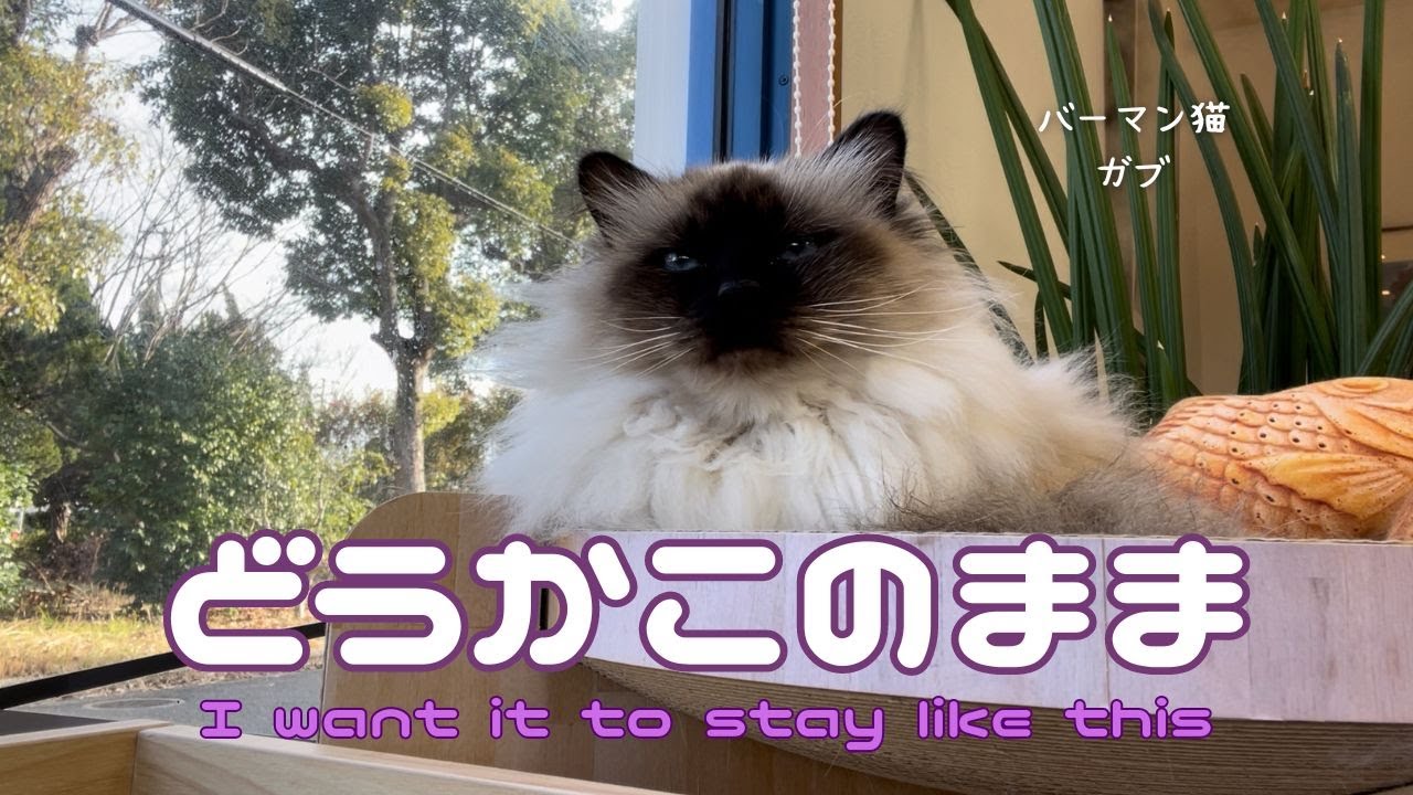バーマン猫ガブとラフ【どうかこのまま】I want it to stay like this（バーマン猫）Birman/Cat