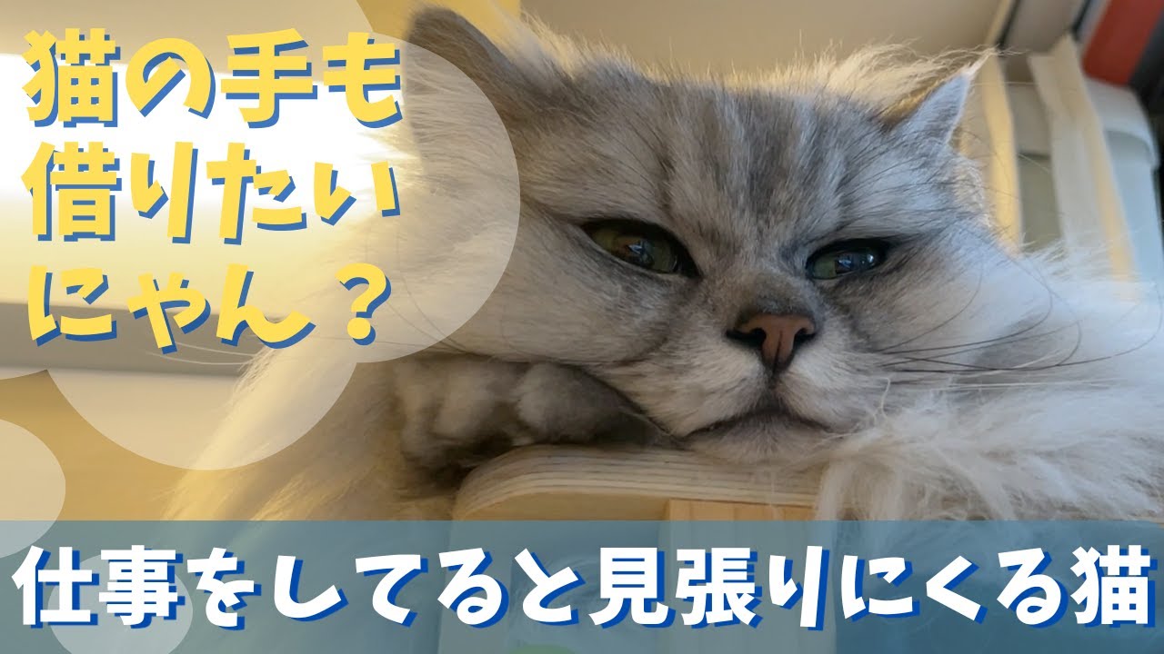 仕事をする飼い主を見張る猫｜ラガマフィンのラガさん