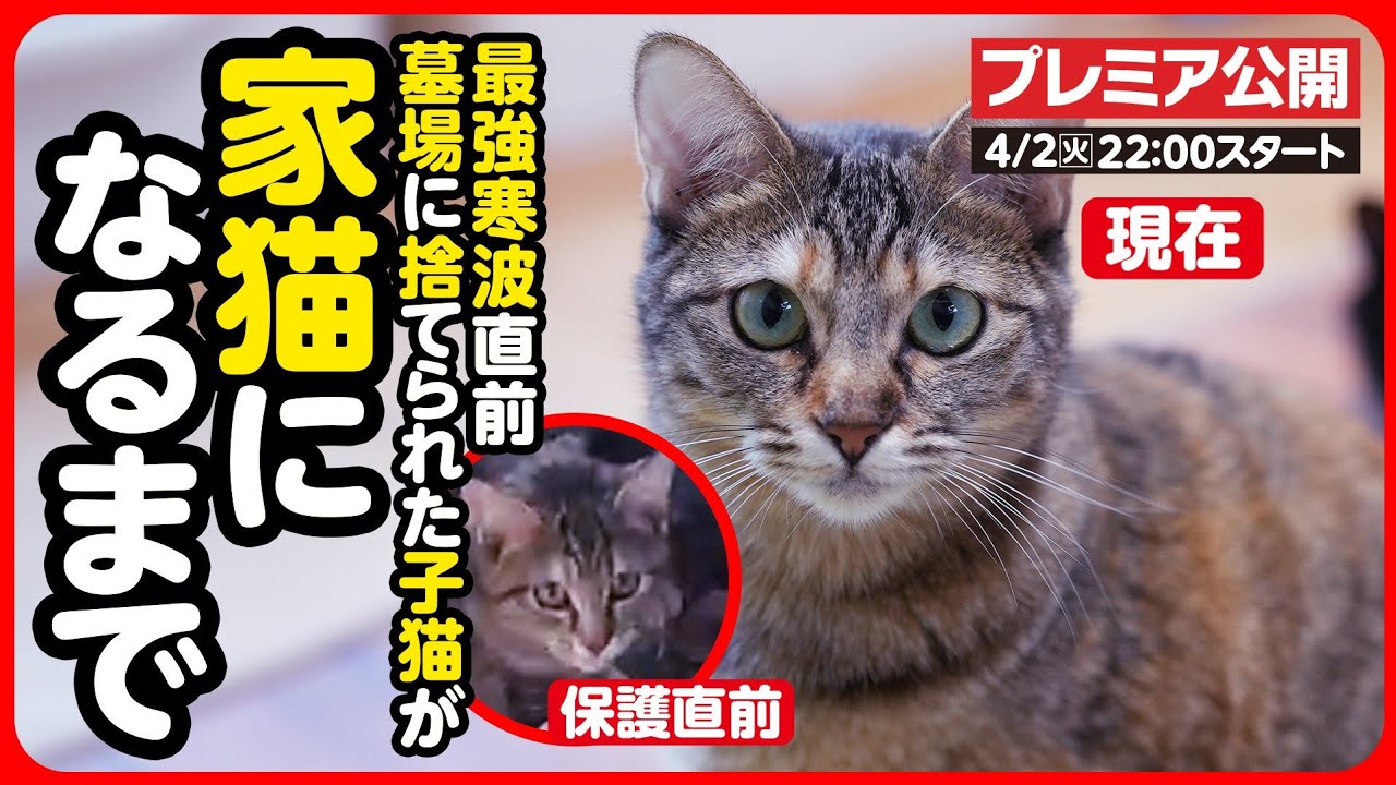 【感動】最強寒波直前に捨てられた子猫...寂しさを乗り越え 新たな幸せを掴むまで【まとめ】