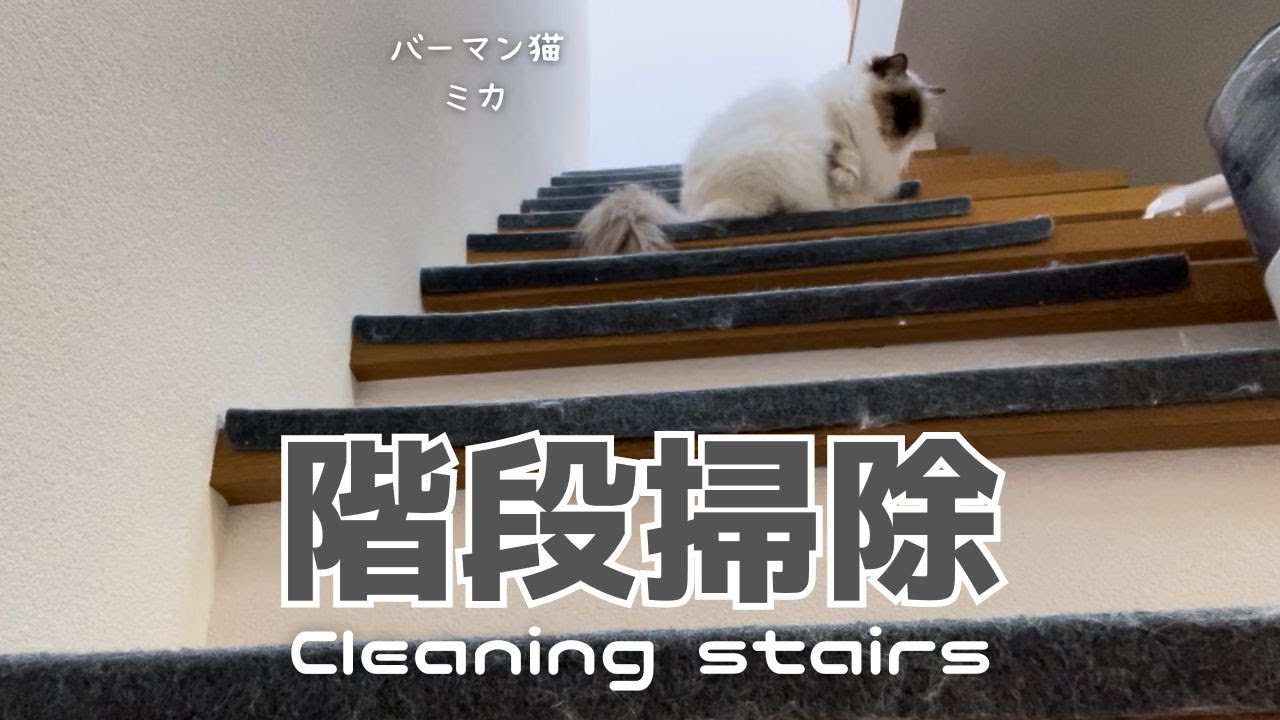 バーマン猫ミカ【階段掃除】Cleaning stairs（バーマン猫）Birman/Cat