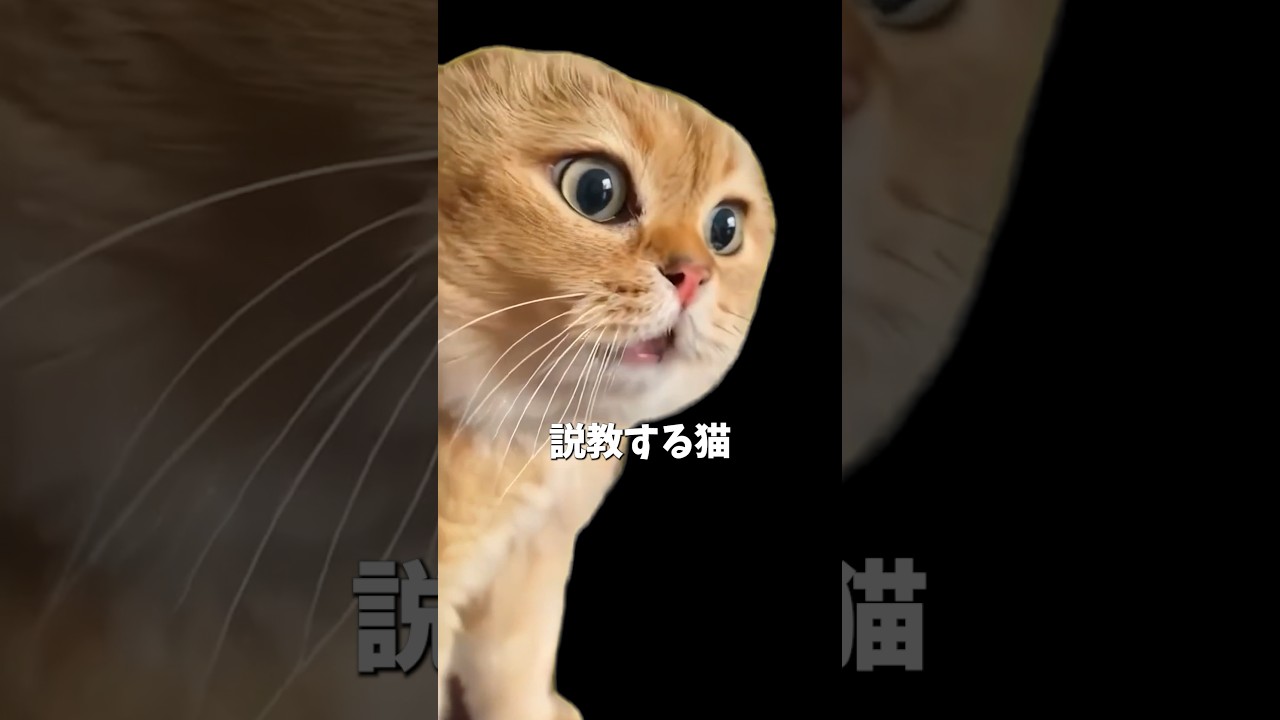 説教する猫 について解説 #猫ミーム