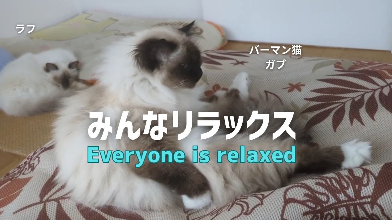 バーマン猫ガブとラフとミカ【みんなリラックス】Everyone is relaxed（バーマン猫）Birman/Cat