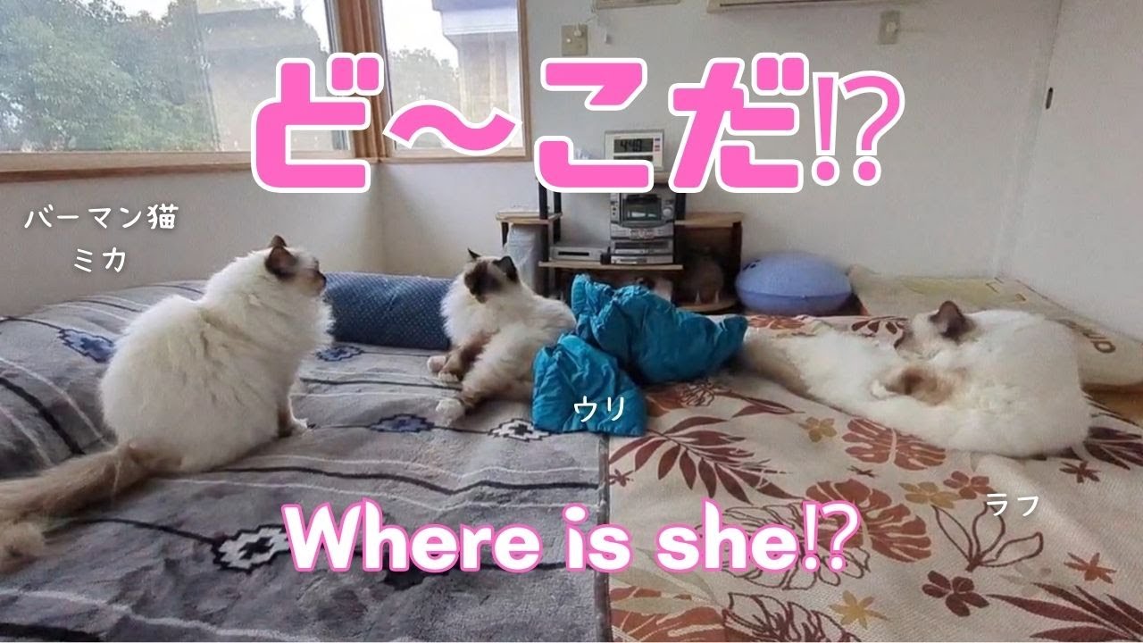 バーマン猫ミカとウリとラフとガブ【ど〜こだ⁉︎】Where is she⁉︎（バーマン猫）Birman/Cat