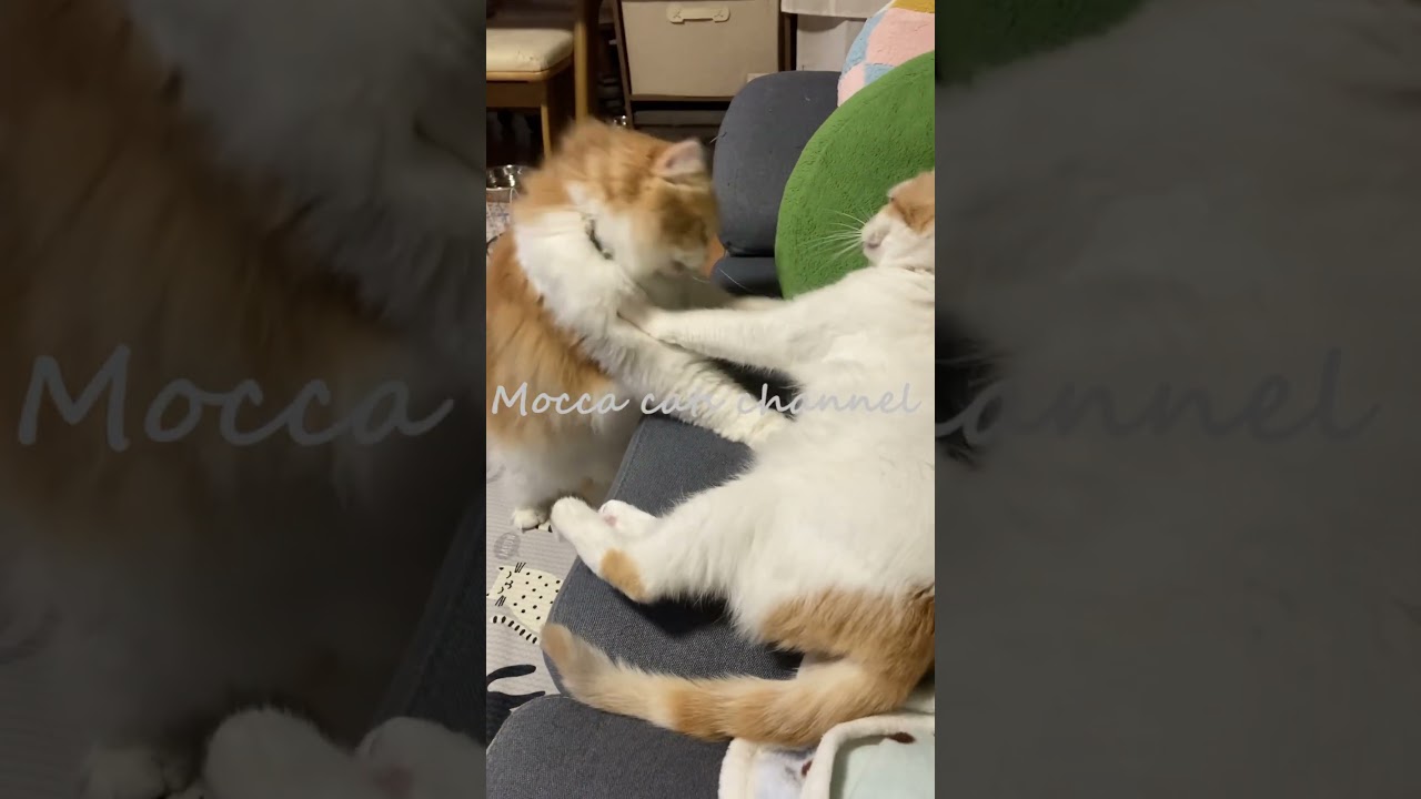 イチャイチャ #shorts  #猫 #アメリカンカール #cat