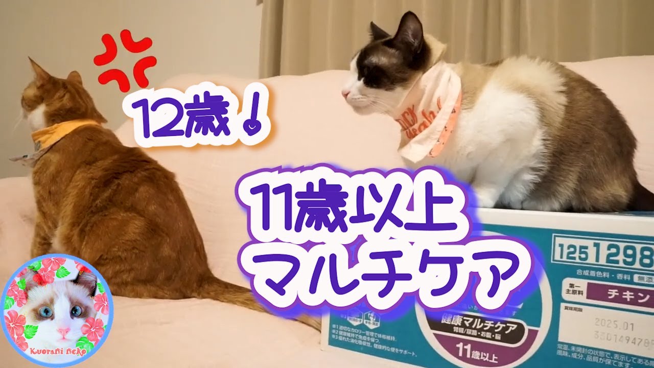 猫のシニア用フードを今すぐ食べさす方がいいでしょうか？ Senior cat food